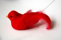 207782 Veren vogel rood